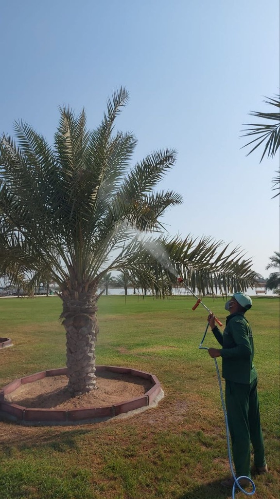 Beautification palm and pest control package  