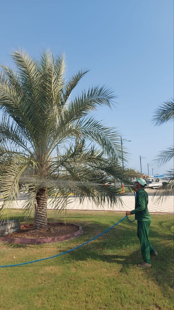 Beautification palm and pest control package  