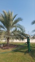 Beautification palm and pest control package  