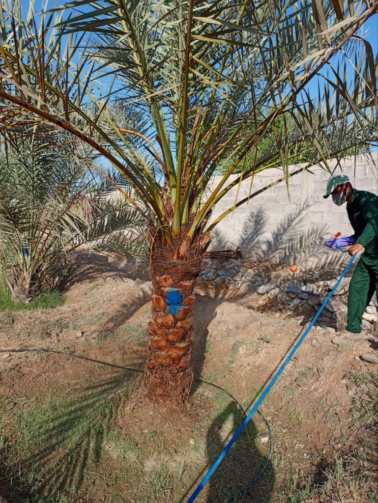 Beautification palm and pest control package  