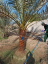 Beautification palm and pest control package  