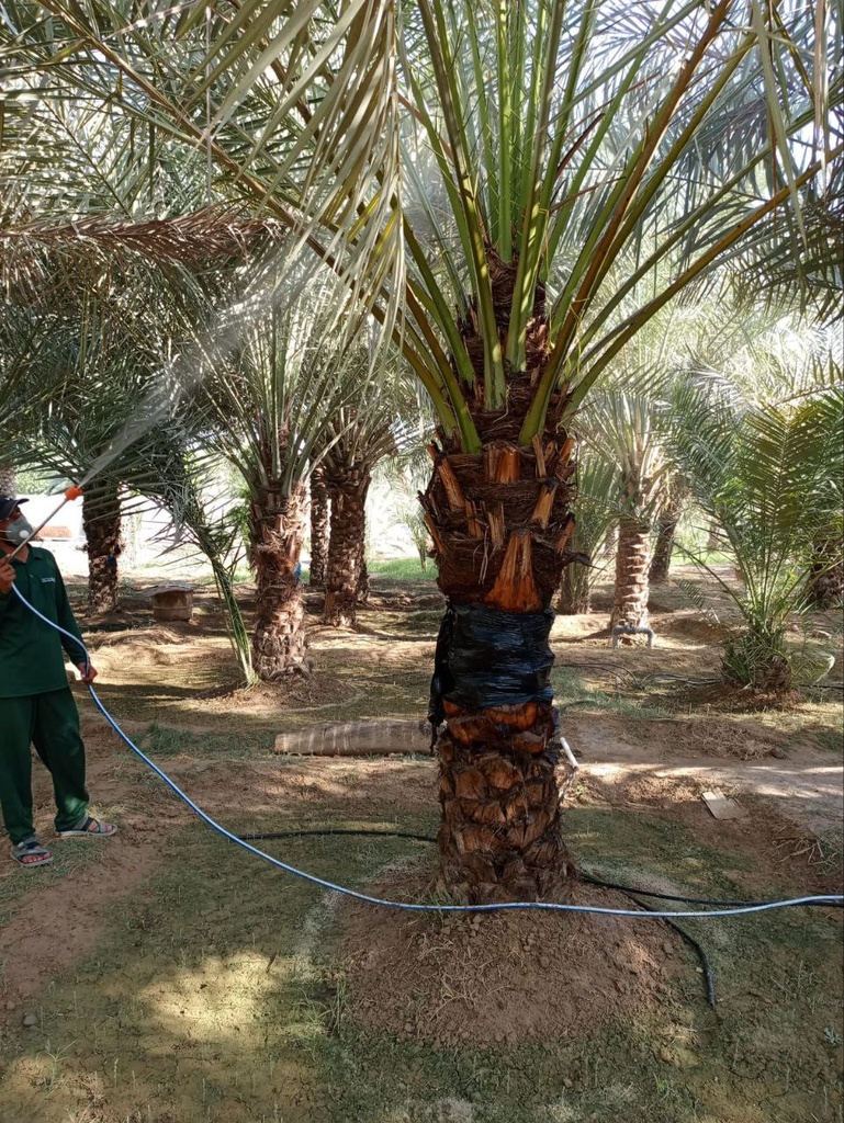 Beautification palm and pest control package  