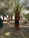 Beautification palm and pest control package  
