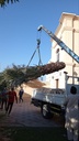 Removal of large palm trees and transportation of waste  