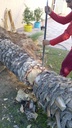 Removal of large palm trees and transportation of waste  