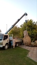 Removal of large palm trees and transportation of waste  