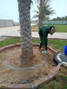 Adding compounds to the soil to remove salts  