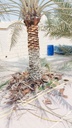 Removing the remaining residues of the palm tree  