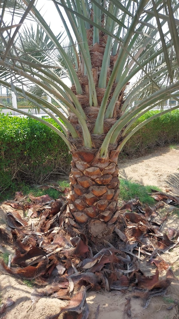 Removing the remaining residues of the palm tree  