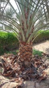 Removing the remaining residues of the palm tree  