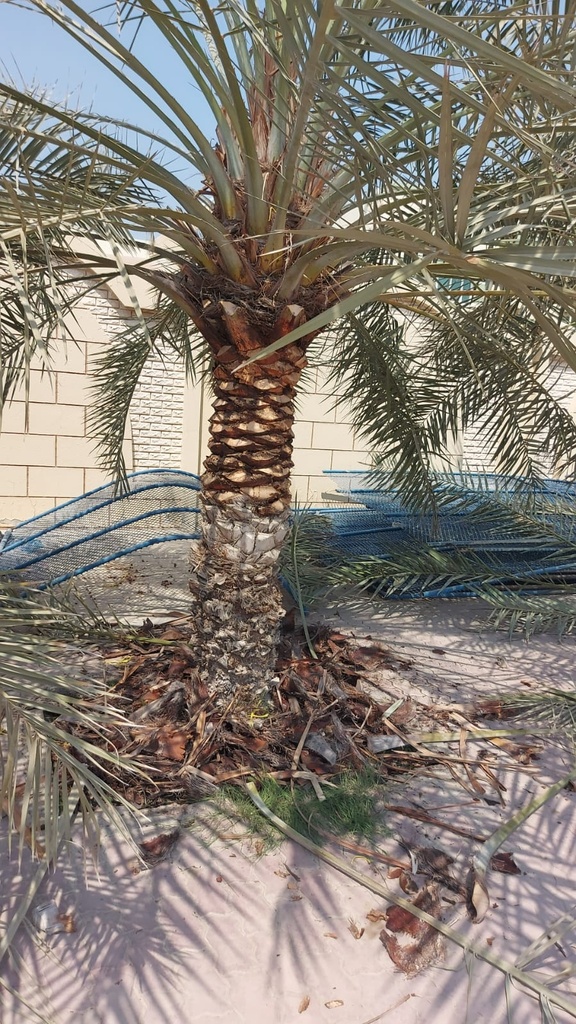 Removing the remaining residues of the palm tree  