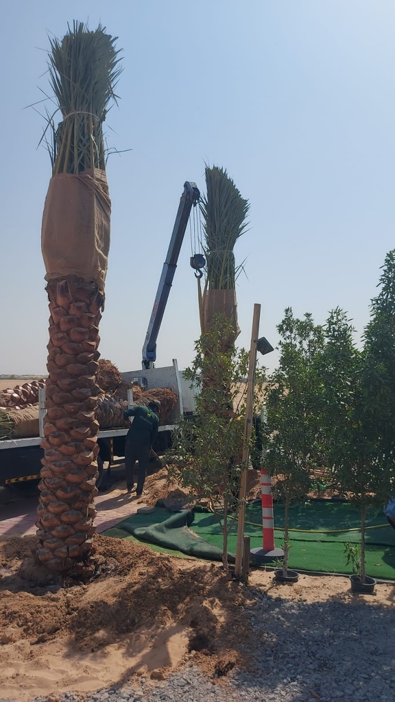Provide palm trees 4 meters long  