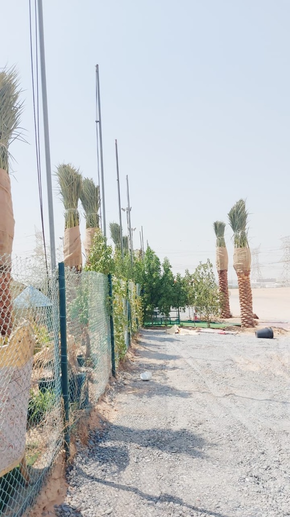 Provide palm trees 4 meters long  