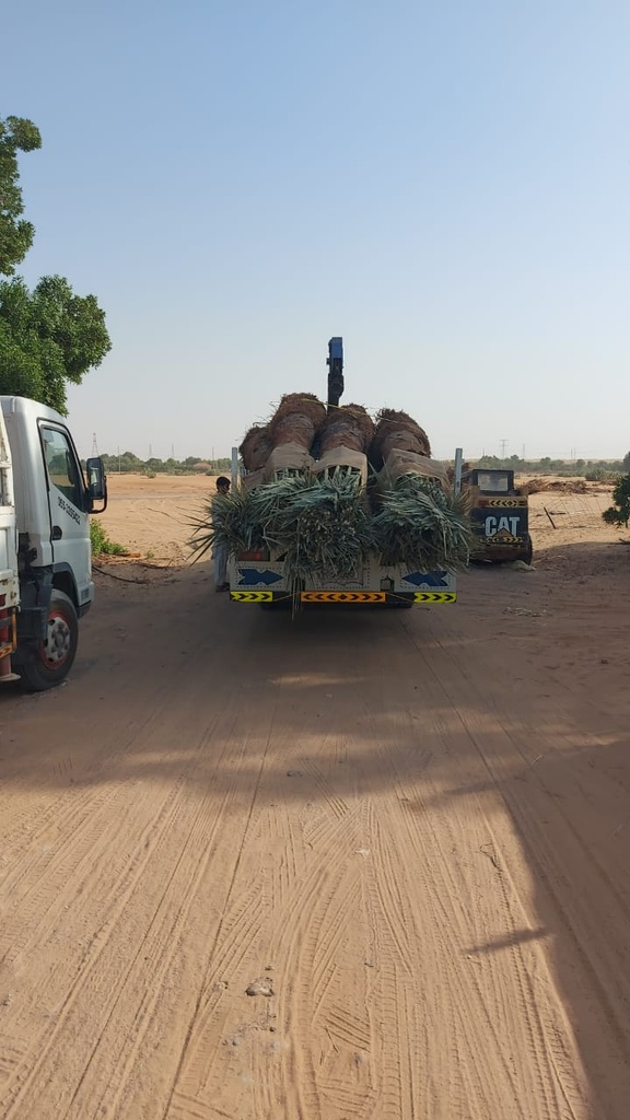 Provide palm trees 4 meters long  