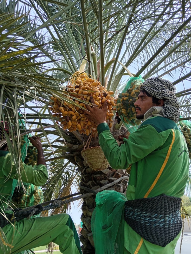 Collecting the dates