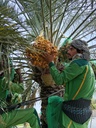 Collecting the dates