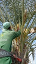 Palm germination (pollination).     
