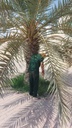 Removing the remaining residues of the palm tree  