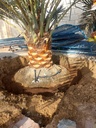 Palm Tree Fertilization
