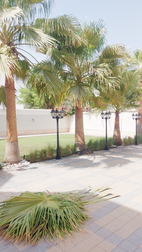 Beautification of the large royal palm  