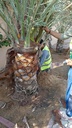 Palm cleaning 