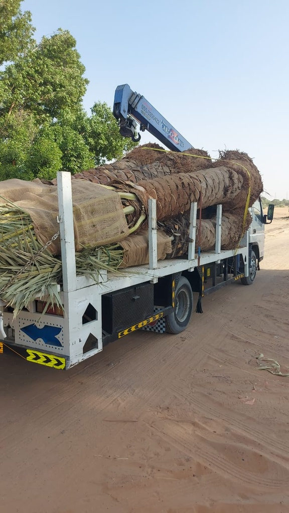 Provide palm trees 4 meters long  