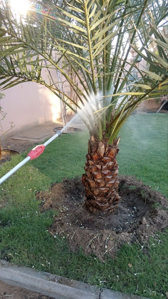 Palm Tree Pest Control & Spraying