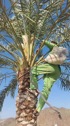 Germination service (pollination)