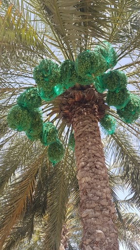 Cover the Fruits
