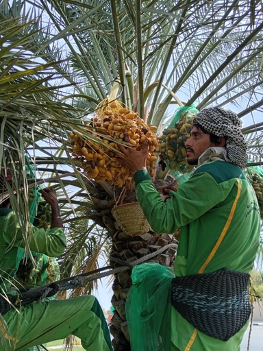 Collecting the dates