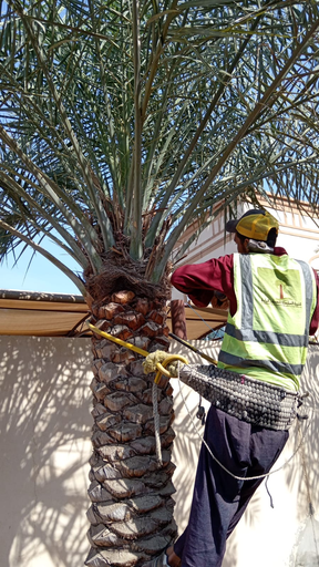 Palm Cleaning