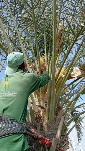 Palm germination (pollination).     