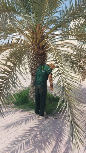 Removing the remaining residues of the palm tree  