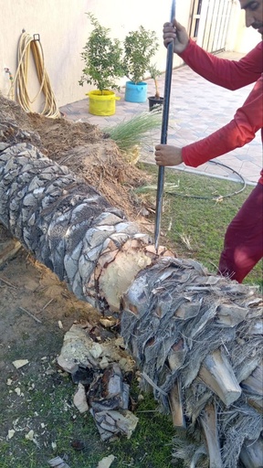 Destroying small palm trees and collecting waste