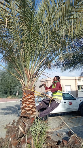 Palm beautification 