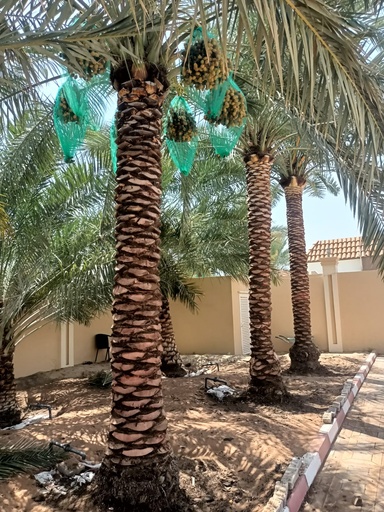 Palm beautification      