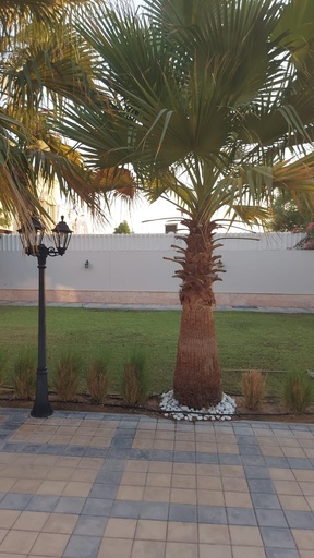  Beautify the little royal palm  