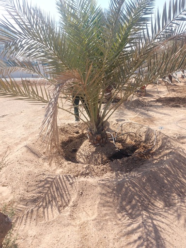 Equipping the palm basin  