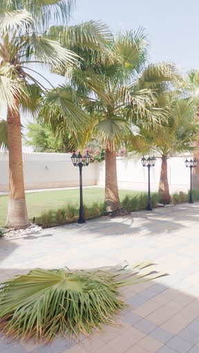 Beautification of the large royal palm  