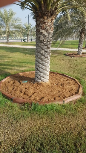 Expanding and cleaning the palm basiin  