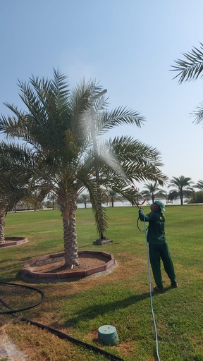 Palm germination (pollination). 