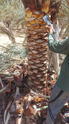 Palm Beautification