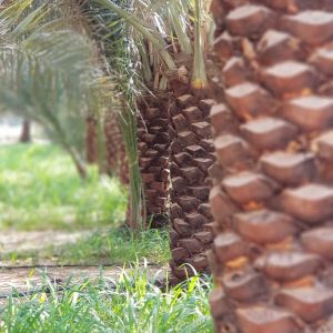 Integrated cosmetic package for the Palm