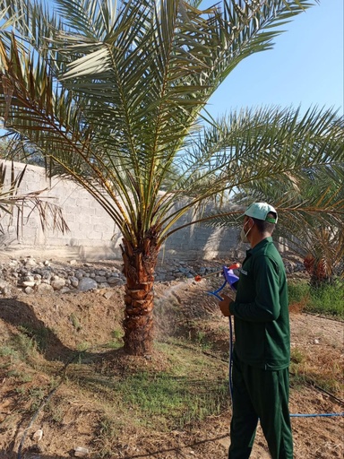 Palm health and pest control package