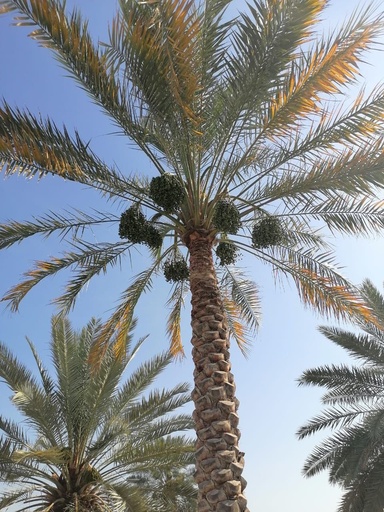 Gardening and palm tree maintenance package throughout the year
