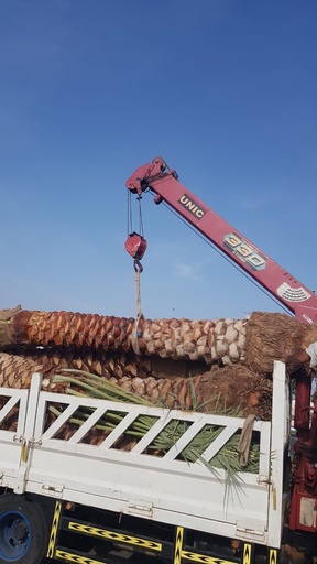 Dislocated and planted palm trees 