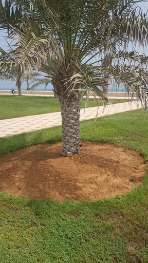 Cleaning the Palm Basin