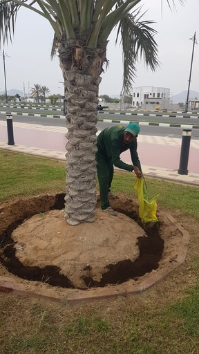 Palm fertilization service 25 kg