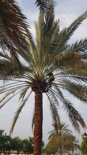 إزالة الشوك