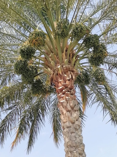 Connecting Fruits